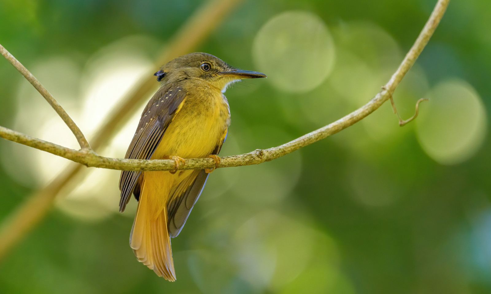 image Royal Flycatcher
